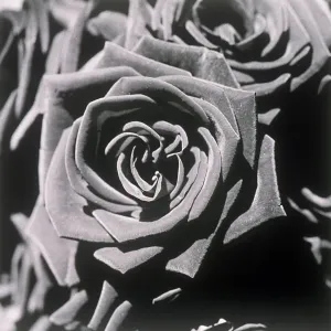 Blooming roses Blooming roses