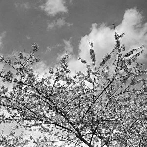 Blooming tree, (B&W), low angle view