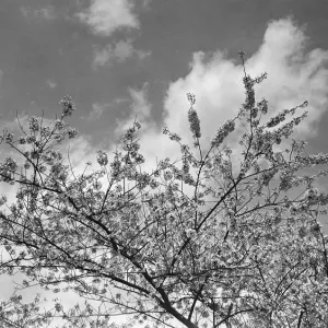 Blooming tree, (B&W), low angle view