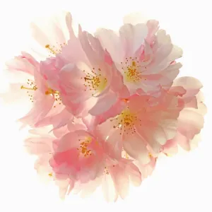 Blossom Blossom