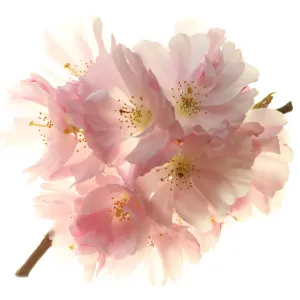 Blossom Blossom