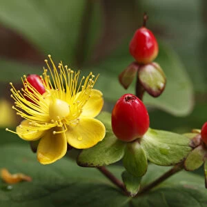 Blossom and berries of Hypericum or St. Johns Wort (Hypericum inodorum, Magical Passion ), shrub, garden plant
