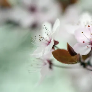 Blossom of the cherry plum -Prunus cerasifera-, North Rhine-Westphalia, Germany