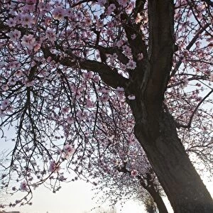 Blossoming almond trees -Prunus dulcis-, Rhineland-Palatinate, Germany