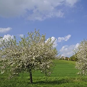 Two blossoming Apple Trees -Malus domesticus- on a meadow, Pettensiedel, Igensdorf, Upper Franconia, Bavaria, Germany