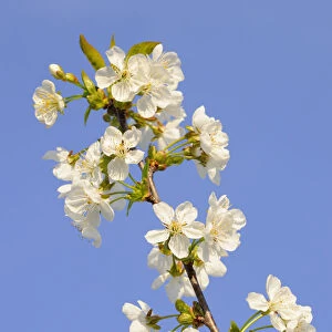 Blossoming cherry tree, detail view of branch