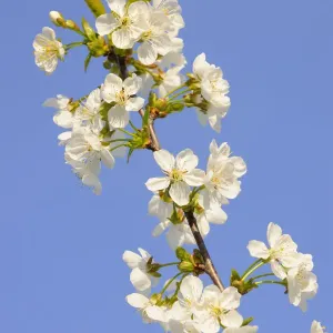 Blossoming cherry tree, detail view of branch Blossoming cherry tree, detail view of branch