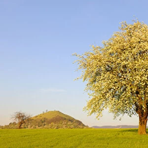 Blossoming pear tree near Kirchheim unter Teck and Limburg, Baden-Wuerttemberg, Germany, Europe