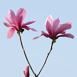 Blossoms of a magnolia -Magnolia-, Heaven Scent species