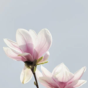 Blossoms of a saucer magnolia -Magnolia x soulangeana-, Amabilis cultivar