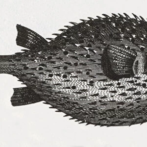 Blowfish Engraving