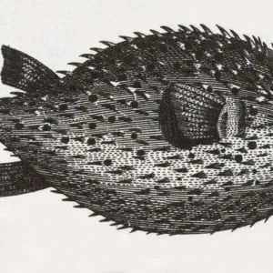 Blowfish Engraving Print Blowfish Engraving Print
