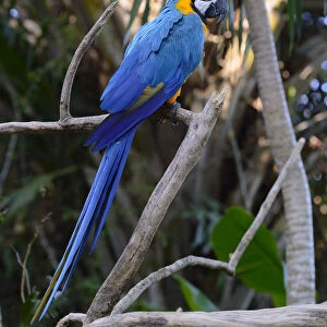 Blue-and-yellow macaw -Ara ararauna-, Bali, Indonesia