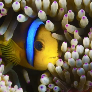 Blue Banded Clownfish Hiding in Anemone Print Blue Banded Clownfish Hiding in Anemone Print