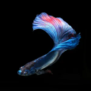 Poisson betta bleu 1. Poisson betta bleu 1.