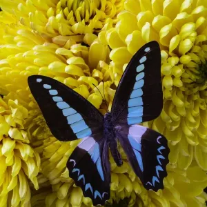 Blue, Black, Butterfly, insect, wings Blue, Black, Butterfly, insect, wings