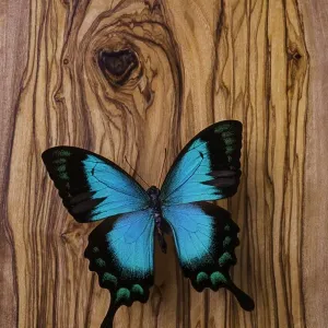 Blue Butterfly Wood Grain Print