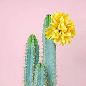 Blue cacti with yellow flower