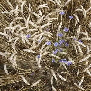 Blue cornflowers growing in a cornfield