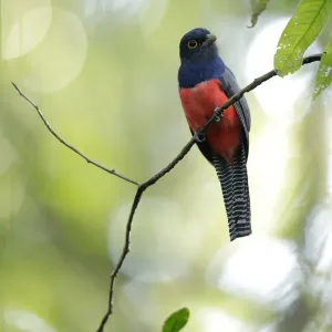 Blue-crowned Trogon (Trogon curucui)
