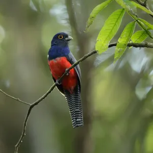 Blue-crowned Trogon (Trogon curucui)