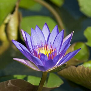 Blue Egyptian Water Lily or Sacred Blue Lily -Nymphaea caerulea-, Phnom Penh, Phnom Penh Province, Cambodia