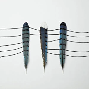 Three Blue Feathers
