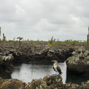 Blue footed boobie at Galapagos