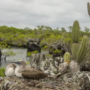 Blue Footed Booby Print at Galapagos