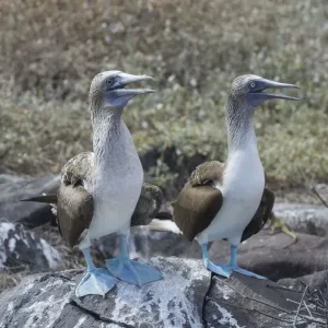 Blue-footed Booby Print, Isla Espanola Galapagos Islands