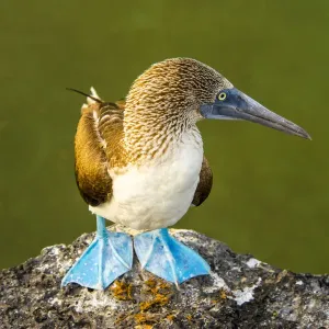 Blue-footed booby Print
