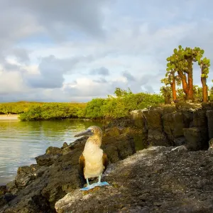 Blue footed booby