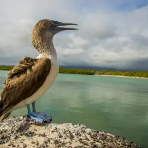 Blue footed booby