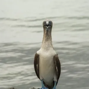 Blue footed booby