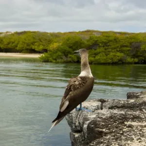Blue footed booby