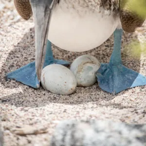 Blue-Footed Booby Eggs