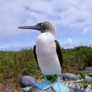 Blue-footed booby (Sula nebouxii)