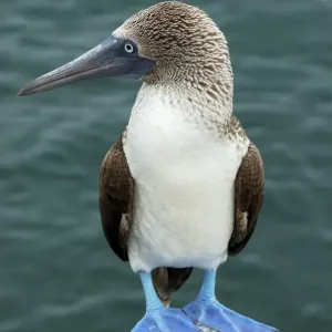 Blue-footed Booby Print, Galapagos Islands