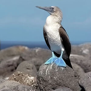 Beautiful Bird Species Poster Print Collection: Blue-footed booby (Sula nebouxii)