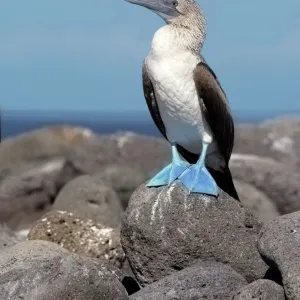 Beautiful Bird Species Photographic Print Collection: Blue-footed booby (Sula nebouxii)