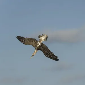 Blue-footed Booby Plunging Print
