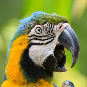 Close-up Blue and Gold Macaw Print Close-up Blue and Gold Macaw Print