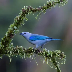 Blue-gray Tanager (Thraupis episcopus), Costa Rica