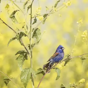 Blue Grosbeak Perched Blue Grosbeak Perched