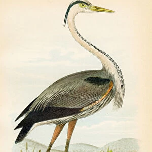 Blue heron bird lithograph 1890