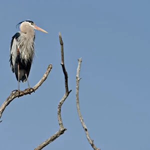 Blue Heron On Tree