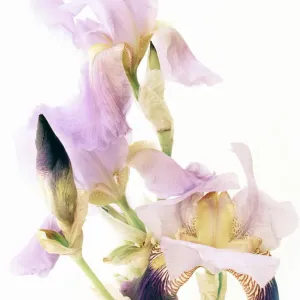 Blue Iris Fine Art Print