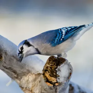Blue Jay Blue Jay