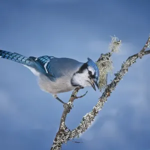 Blue Jay Blue Jay
