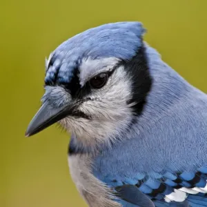 Blue Jay Blue Jay